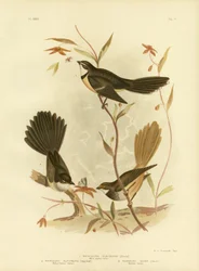 Weißschwanz-Fächerschwanz oder Graufächerschwanz, 1891